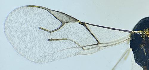 Réf. 334 926 : Aphidius sp.